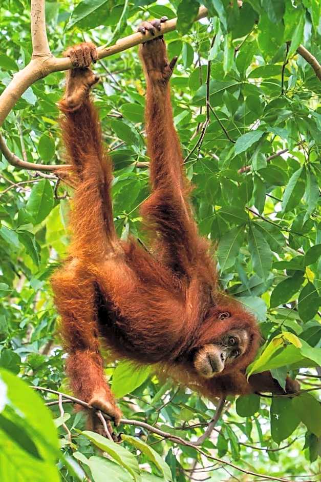 Asim Paris Guesthouse & jungle trekking