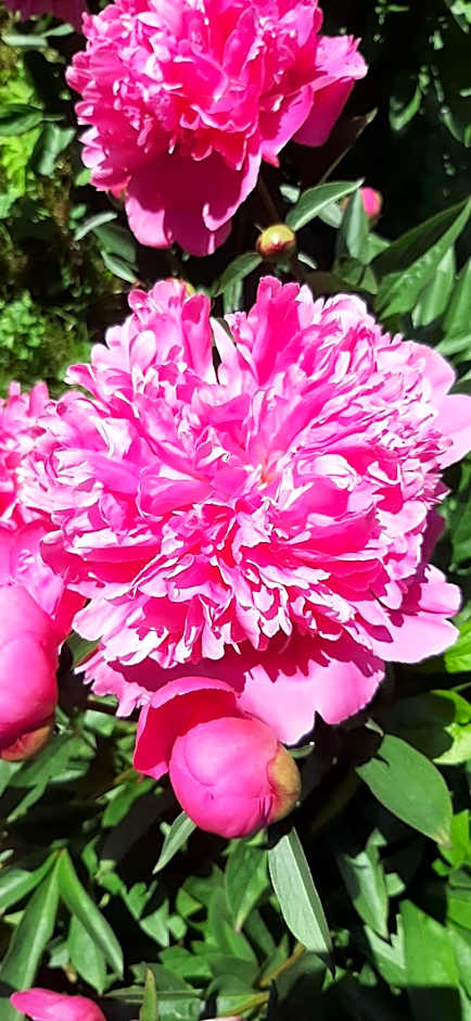 Hostel Mamas & Papas