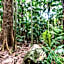 Chambers Wildlife Rainforest Lodges