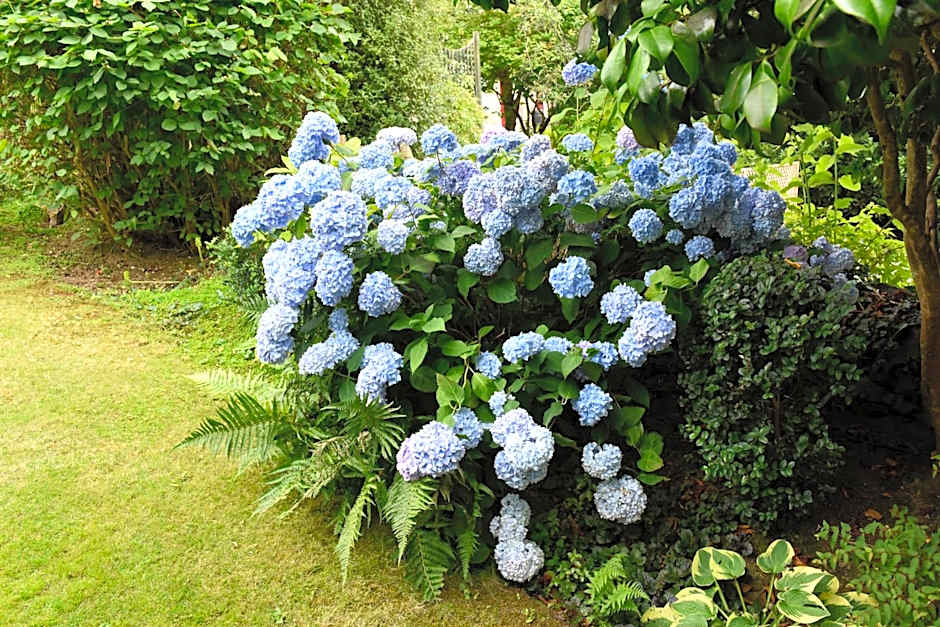 Cliftons Guest House