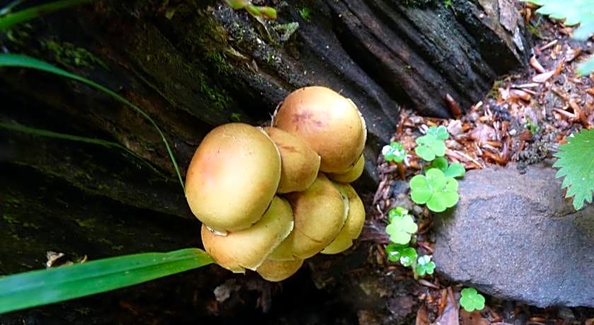 Apartamentos Remoña