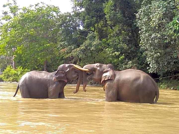 Green Forest Tangkahan