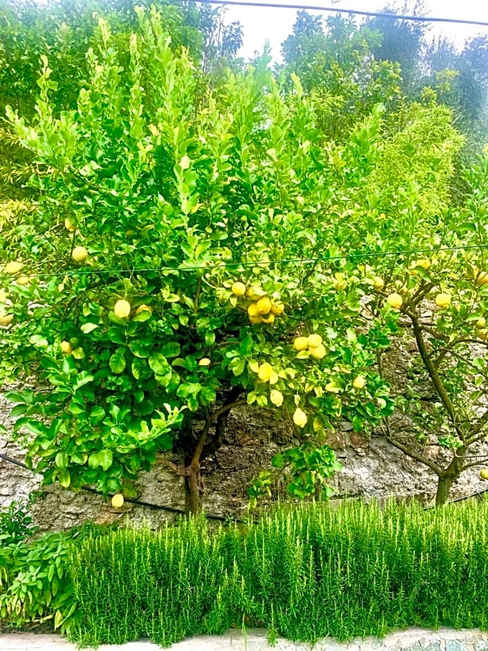 Il Gabbiano Di Pieve