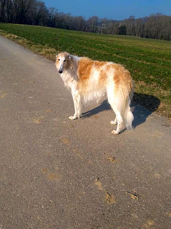Swiss Borzoi House