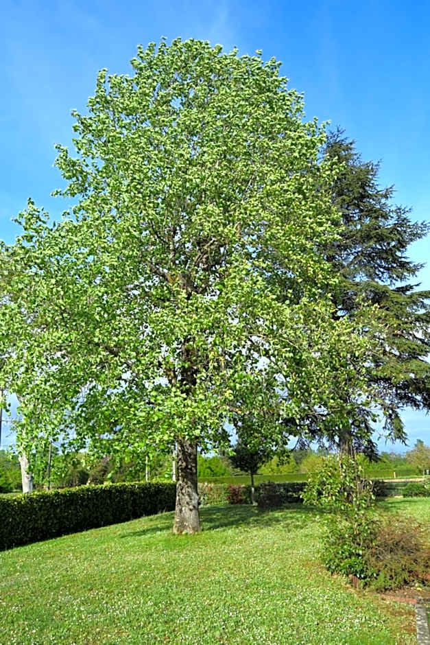 Le Nid de l'Ecureuil