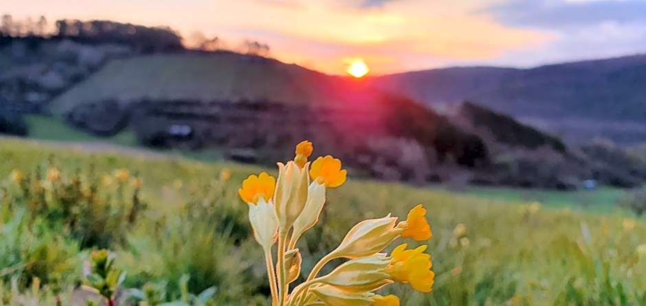 Gasthaus & Hotel Drei Lilien