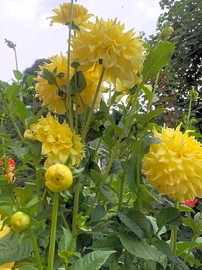 Apartment Hotel Elvis