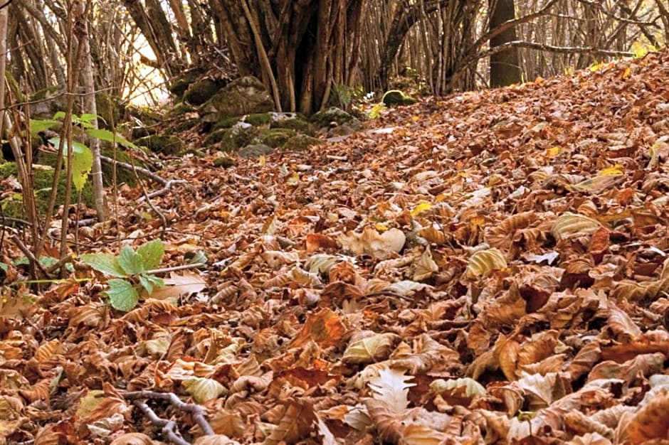 Viandanti, Artisti e Sognatori