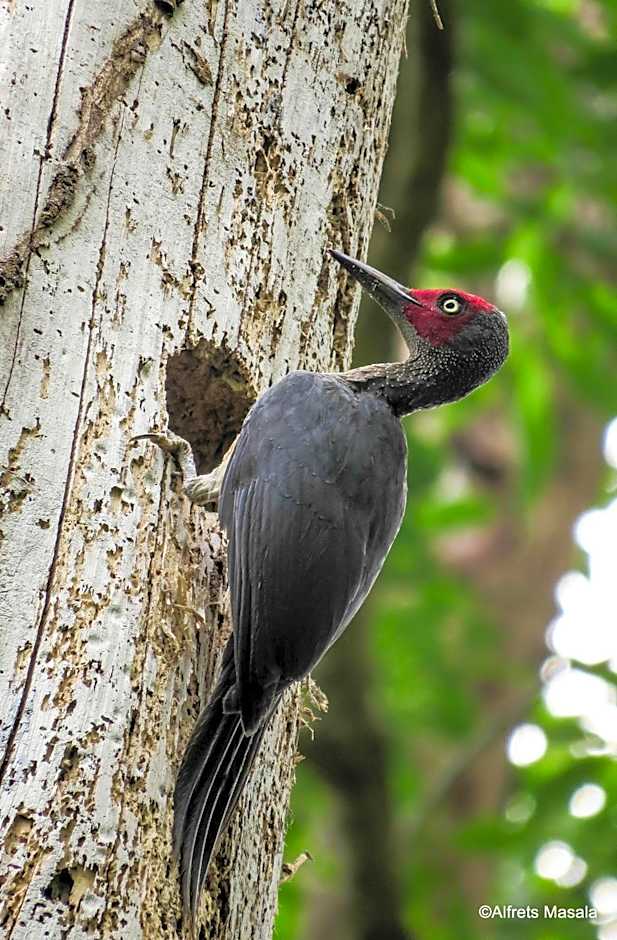 Tangkoko Ranger Homestay