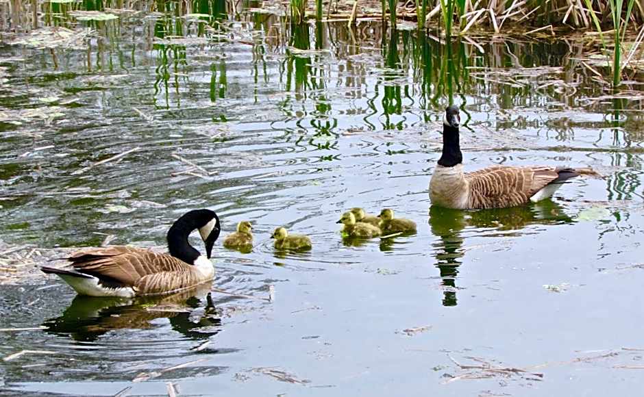 The Moorhead Bed & Breakfast