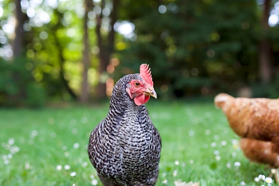 B&B Boerderij De Vaete - Duurzaam genieten in de zak van Zuid-Beveland
