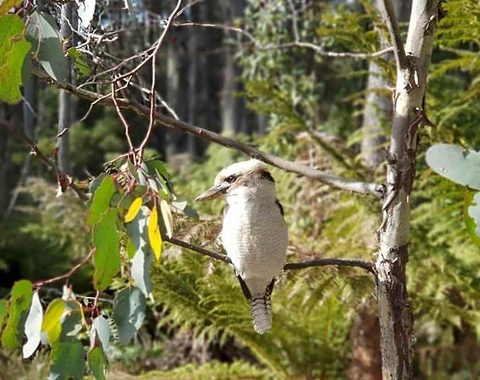 Lemonthyme Wilderness Retreat