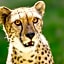 Hotel Selwo Lodge - Animal Park Tickets Included