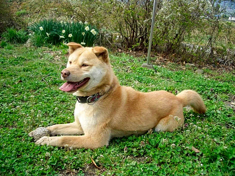 Canadian Loghouse Inn AzuminoYujin