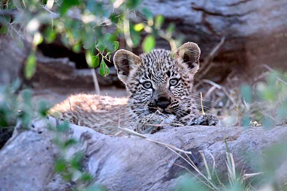 Ivory Wilderness River Rock Lodge