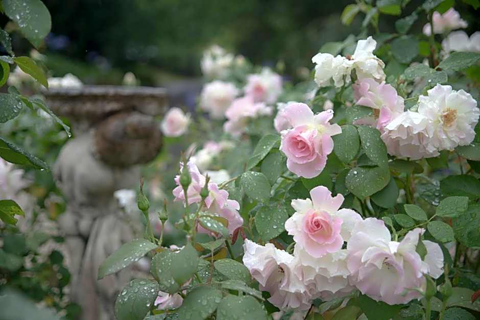 The Willows at Kurrajong