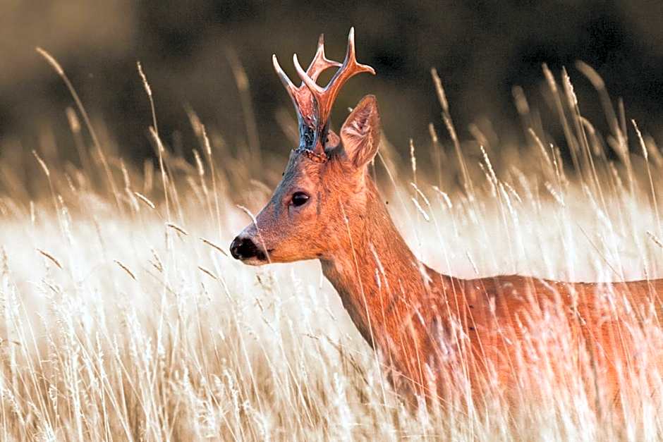 Gailerhof Hotel B&B Superior