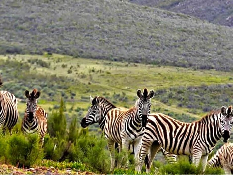 Mountain Pastures Game Lodge