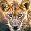 Honeyguide Tented Safari Camp - Khoka Moya