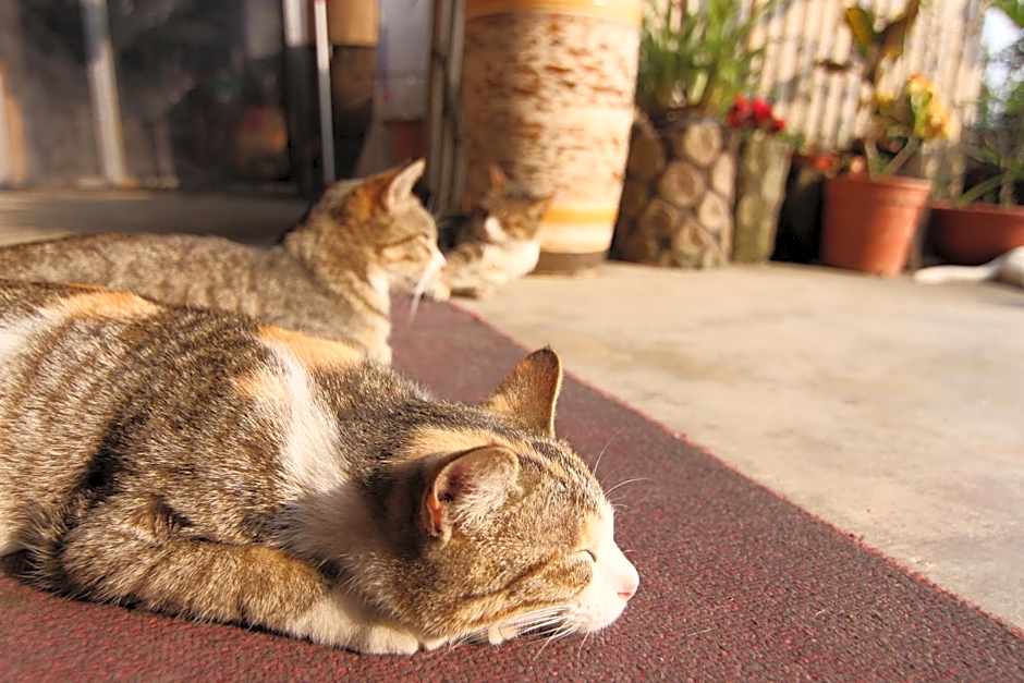 Seeking-Alishan Sunrise