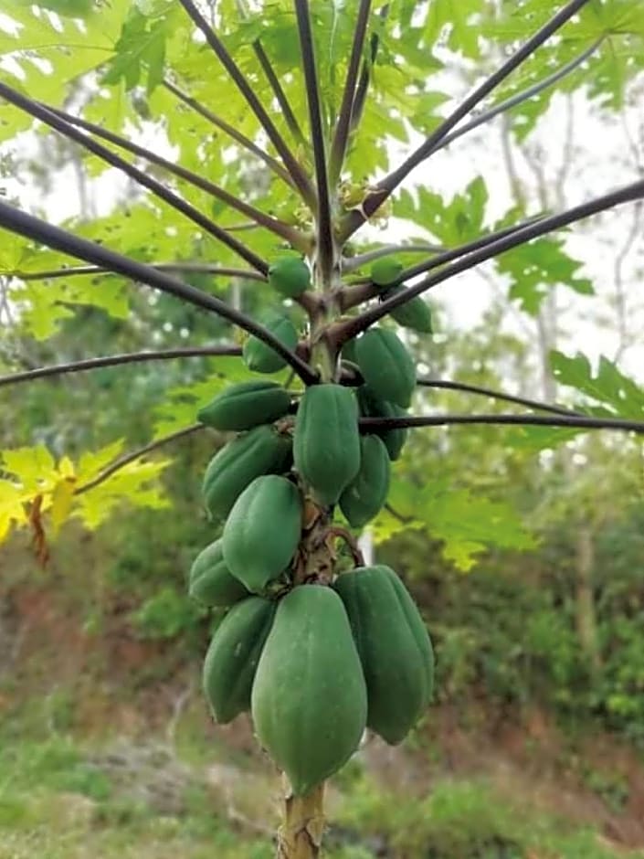 Farm House kohyaoyai