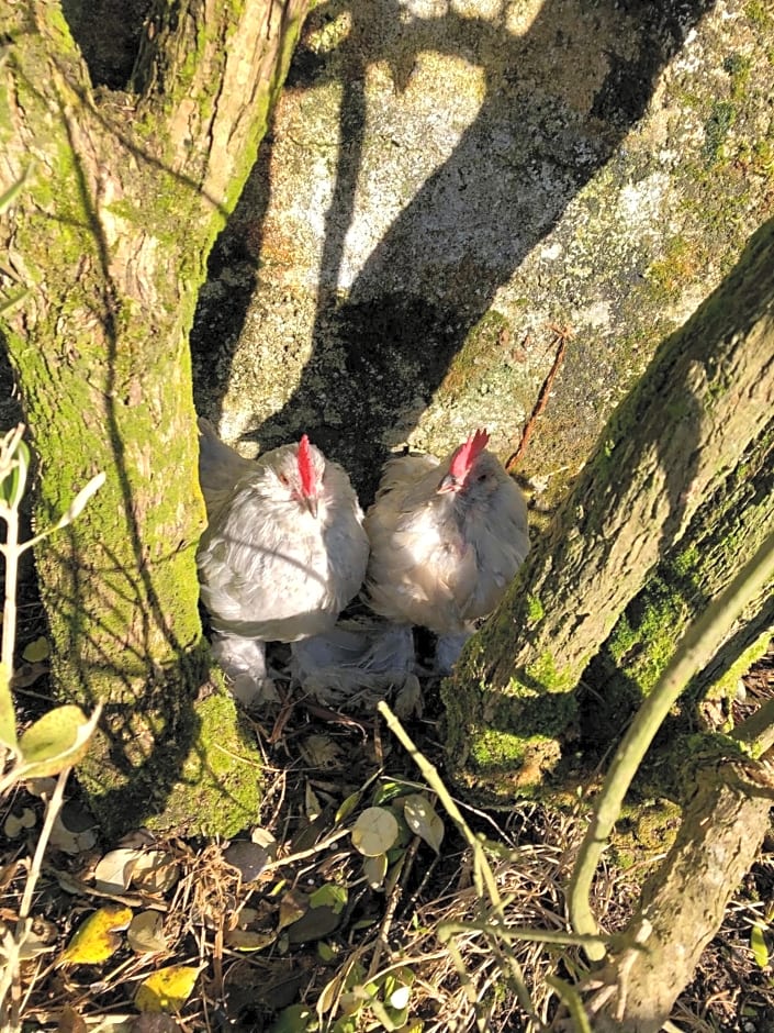 Ocean View Guestrooms