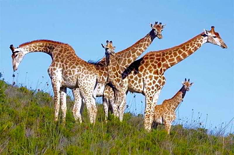 Botlierskop Private Game Reserve