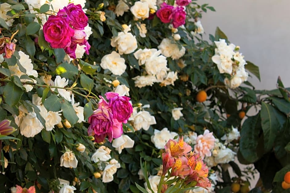 Il Vecchioliveto di Ornella