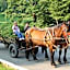 Centrul de Echitatie Poiana Brasov