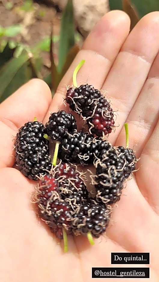 Hostel Gentileza - Guest House