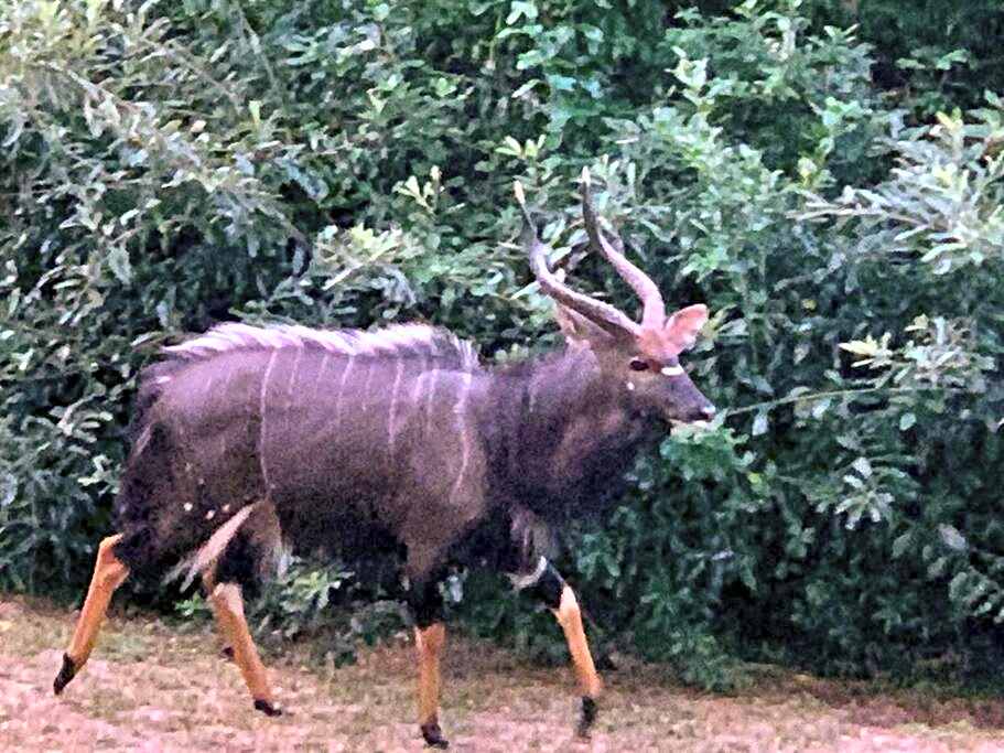 Sodwana Bay Lodge, House 31