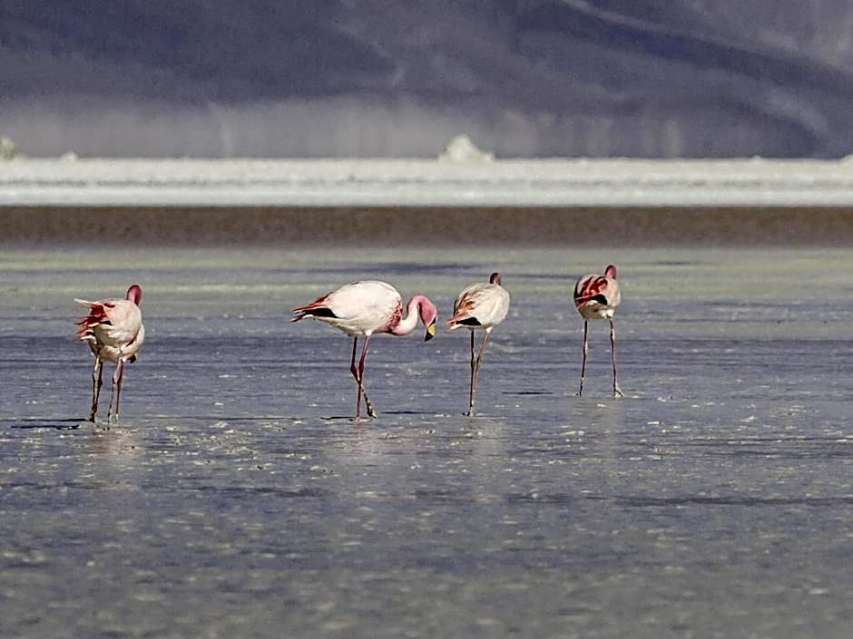 Ibis Calama