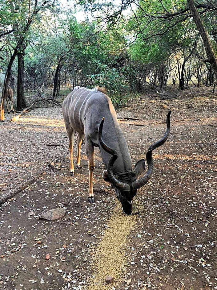 Kruger Private Lodge