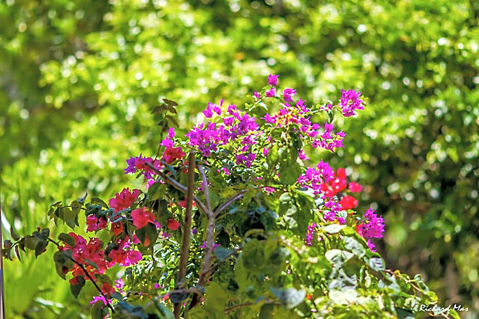 Jardim Secreto