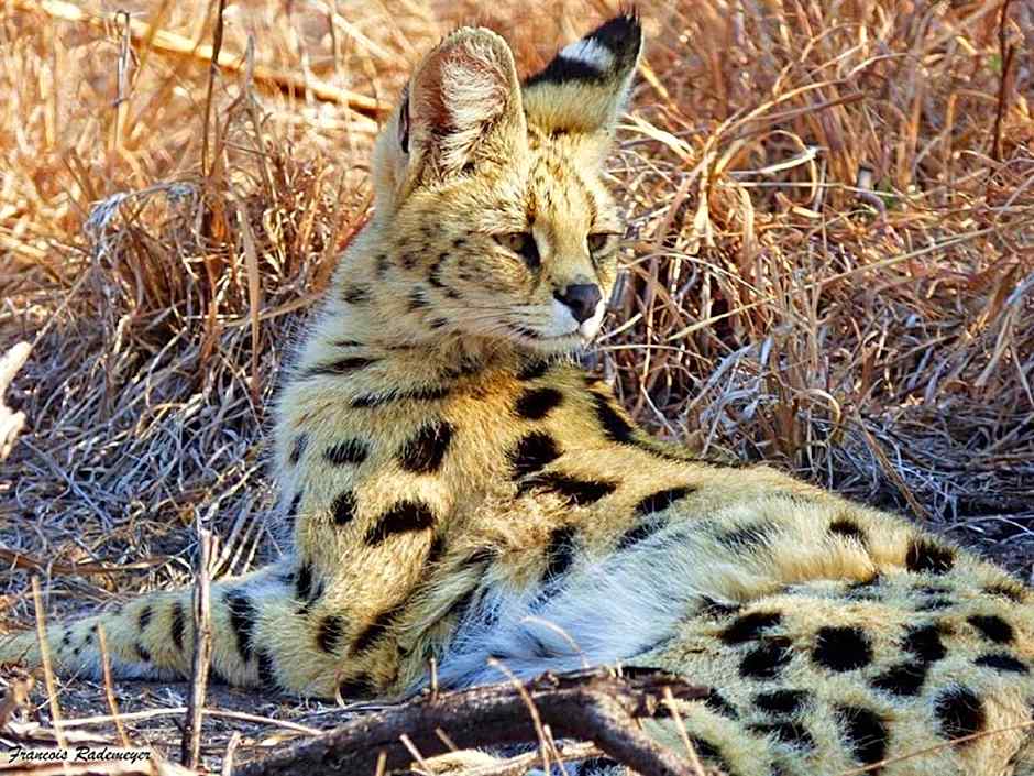 Madikwe Hills Private Game Lodge