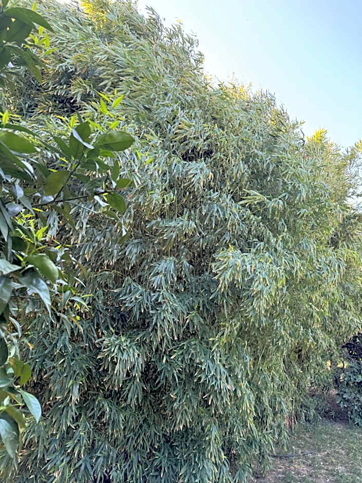 Hotel Yavuz Bungalow