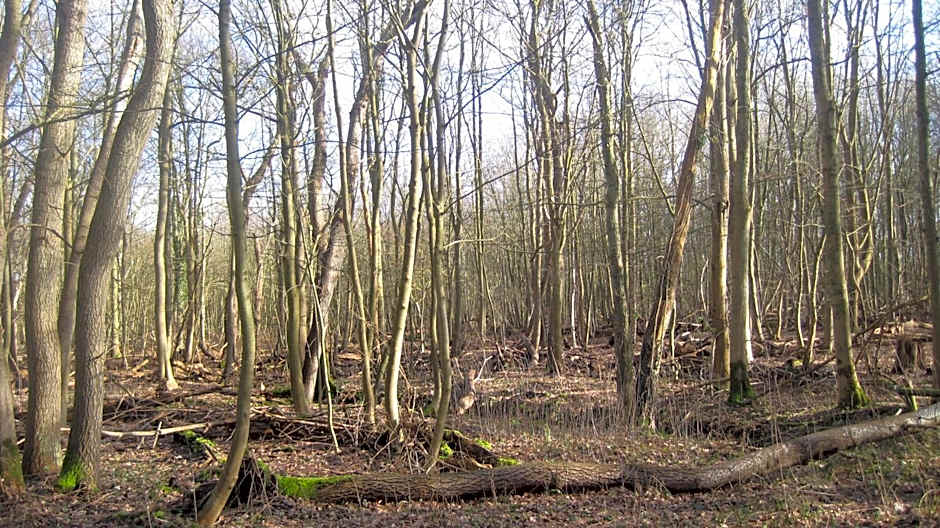 Hotel Restaurant Anno Nu