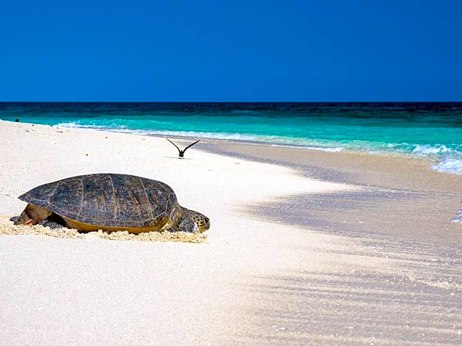 Wilson Island