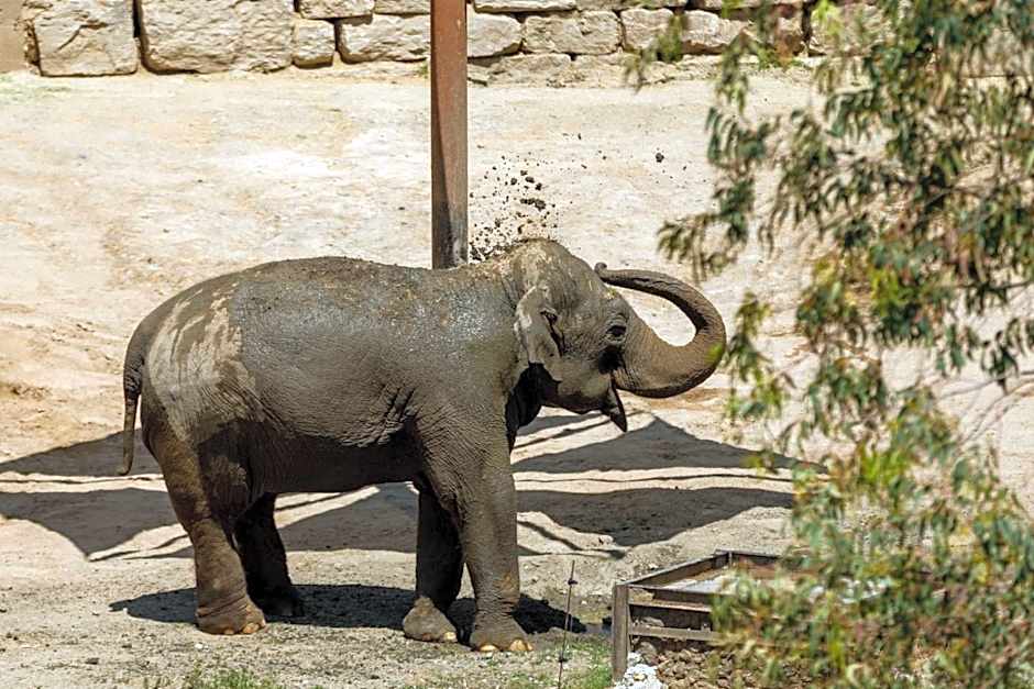 Hotel Selwo Lodge - Animal Park Tickets Included