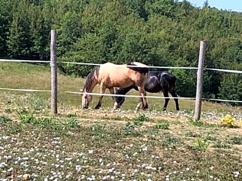 Bed and Breakfast Balli coi Lupi