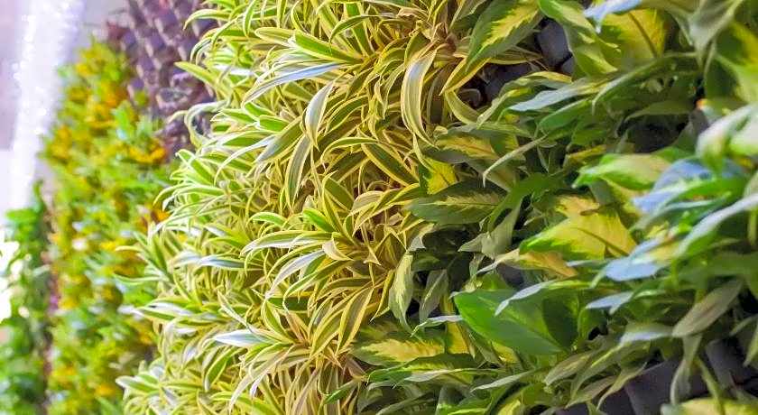 Green Hotel - West District