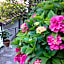 B&B I Glicini