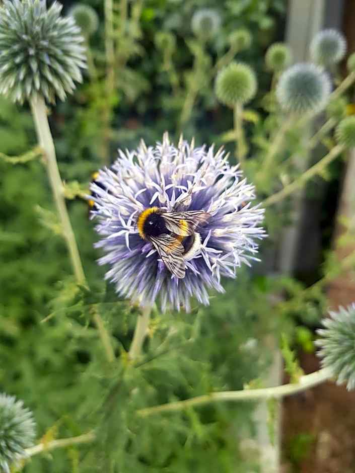 Theetuin Onder de Pannen