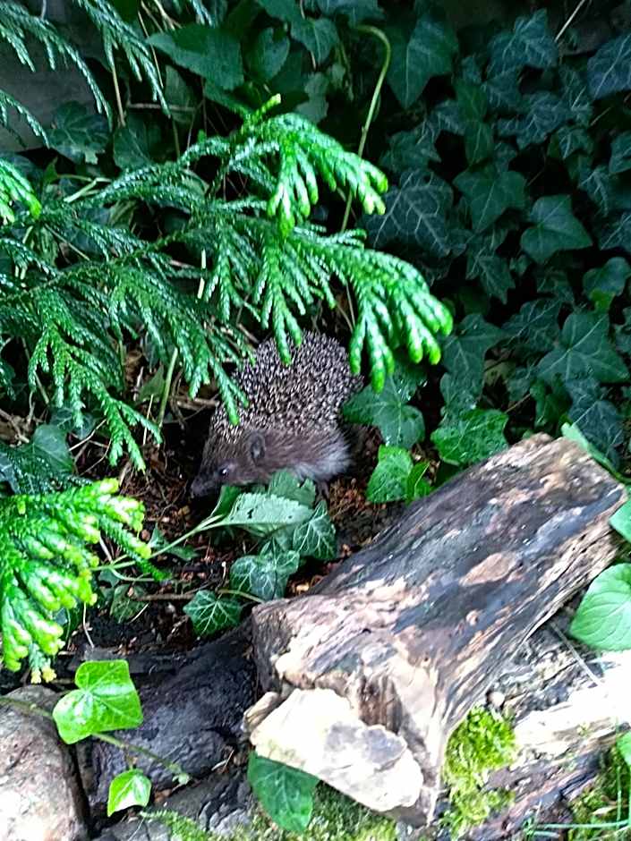Uroczysko Ludwinowo na Podlasiu