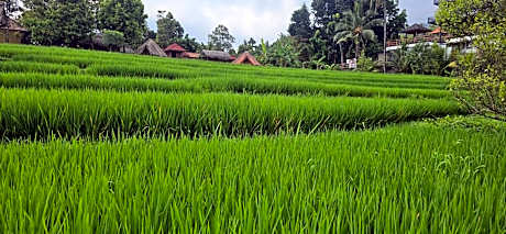 Uma Nirmala Aling-Aling