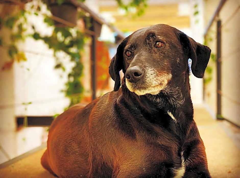 Petit Mesón (Pet Friendly Hotel)