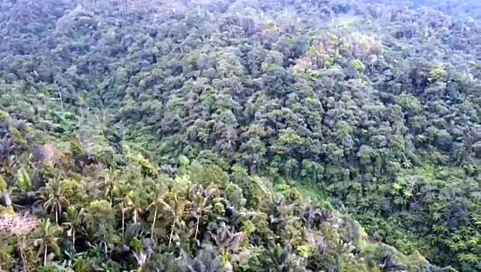 Bali mountain forest cabin