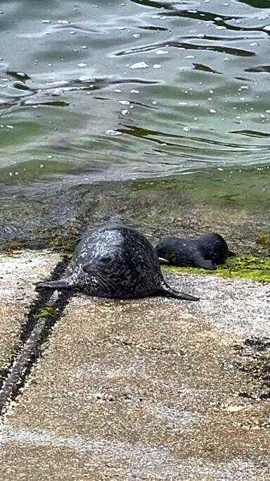 Dream House -Water Lily