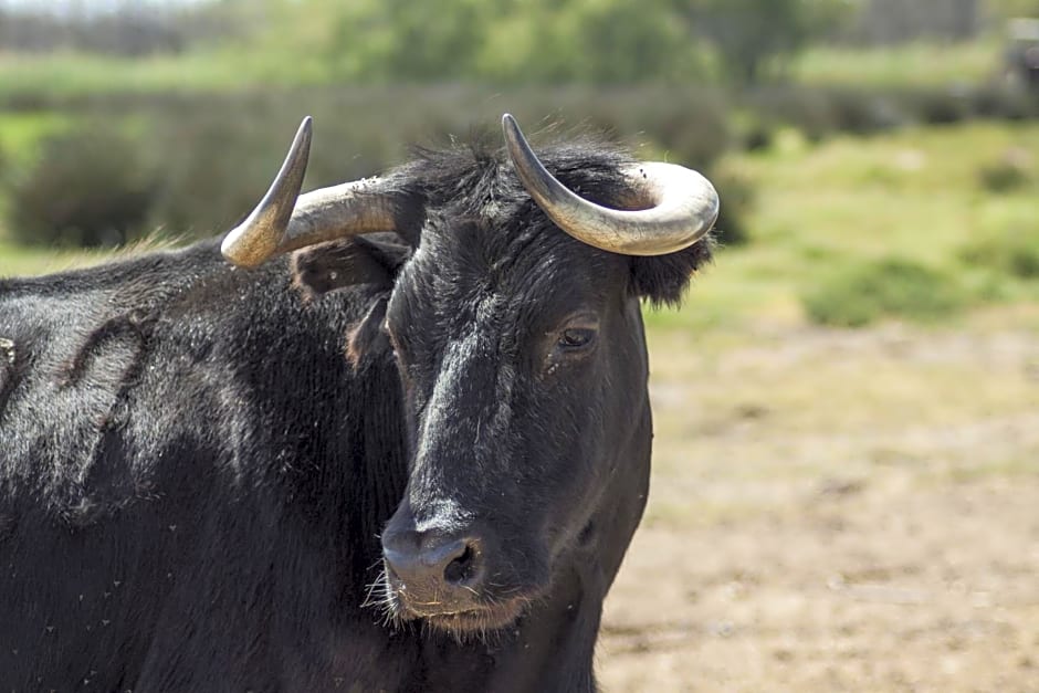 Bergerie d'Alivon en Camargue