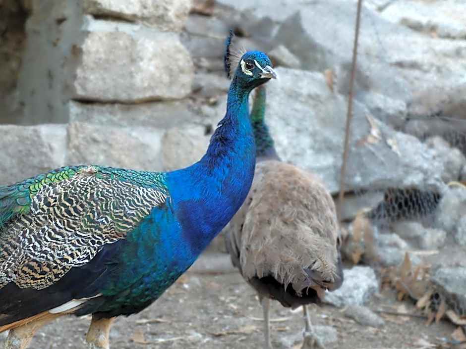 Quinta de Santo Estêvão Hotel Rural